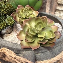 Aeonium pick grün 