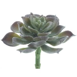 Aeonium pick grün beflockt