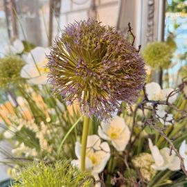 Allium Grande purple