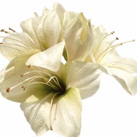 Amaryllis creme