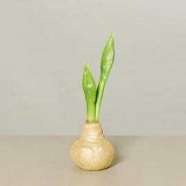 Amaryllis mit 2 Dolden