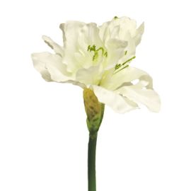 Amaryllis mit drei Blüten creme