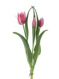 Armando Tulpenbund x3 beauty