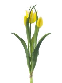 Armando Tulpenbund x3 gelb