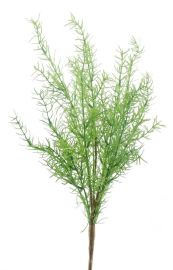 Aspagarus Busch grün