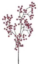 Beerenzweig Augusta rot