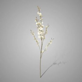 Blütenzweig Oncidium weiß