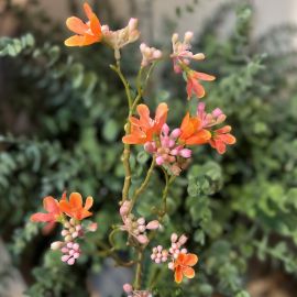 Borretschzweig orange/rosa