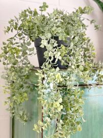 Buchsbaumhänger im Kunstofftopf