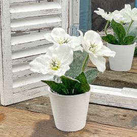 Christrose weiß im Topf  