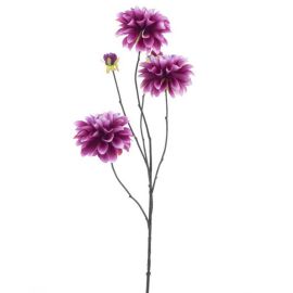 Dahlienzweig Capitol beauty