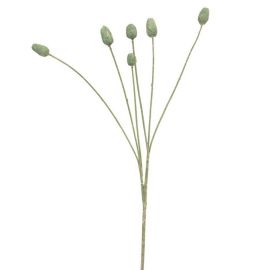 Distelknospen Zweig grün