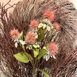 Distelzweig mit 6 Knospen