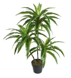 Dracena Palme