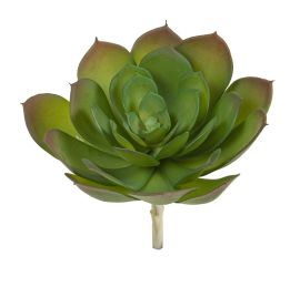Echeveria grün