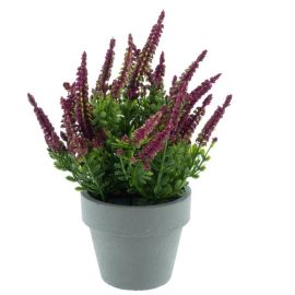 Erika/Heide rot im Topf