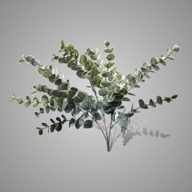 Eukalyptusbusch Grande grün