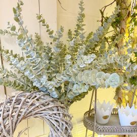 Eukalyptuszweig, grün bemehlt