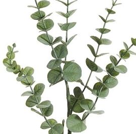 Eukalyptuszweig grün bemehlt