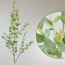 Eukalyptuszweig grün