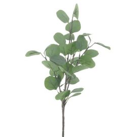 Eukalyptuszweig grün