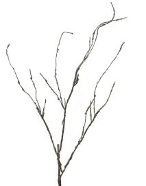 Geästzweig braun 