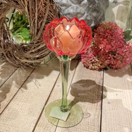 Glaswindlicht Blüte rot