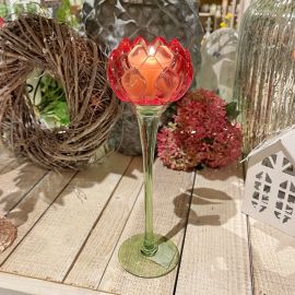 Glaswindlicht Blüte rot