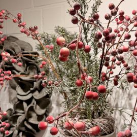 Hänge- Beerenzweig rot bemehlt