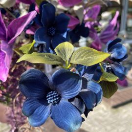 Hartriegelzweig blau