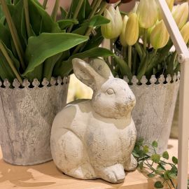 Hasen Valo rechts schauend