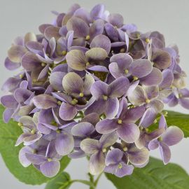 Hortensie 