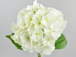 Hortensie creme