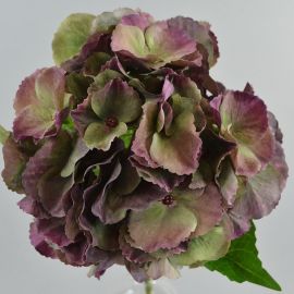 Hortensie dunkelgrün-purple
