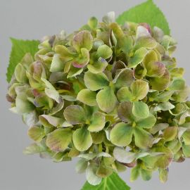 Hortensie grün-malve