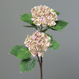 Hortensie mit 2x große Blütenköpfe rosa/grün