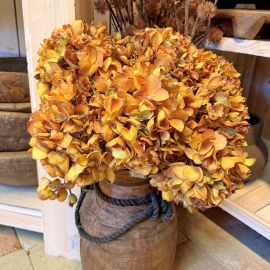 Hortensie orange 