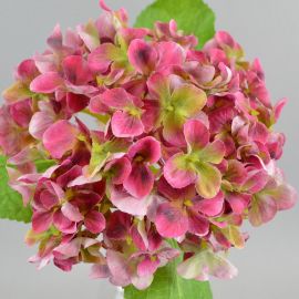 Hortensie pink-grün