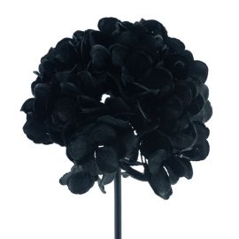 Hortensie powder schwarz