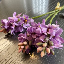 Hyazinthe x3 violett