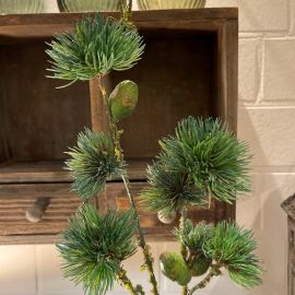 Kiefernzweig mit Zapfen