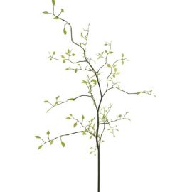 Lonicera Blätterzweig grün