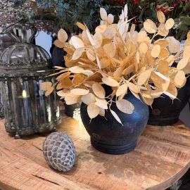 Lunaria Bund x3 beige