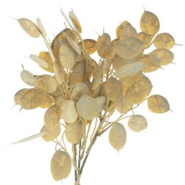 Lunaria Bund x3 gelb
