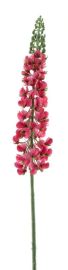 Lupine pink