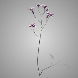 Magnolienzweig Colorado burgunder