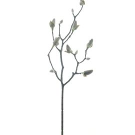 Magnolienzweig nature