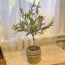 Meditterraner Olivenbaum 