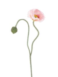 Mohnblume pink