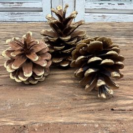 Naturzapfen Schwarzkiefer mit goldenen Spitzen